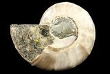 Bargain, Agatized Ammonite Fossil (Half) - Madagascar #85214-1